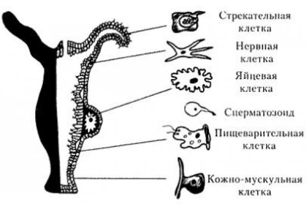 Vk5 at kraken